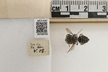 Media type: image;   Entomology 788792 Aspect: Labels